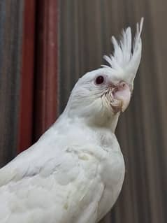 Cockatiel