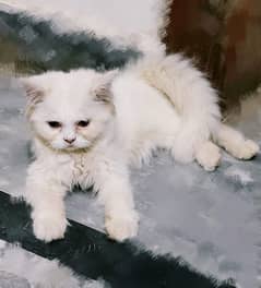 punch face triple coated kitten