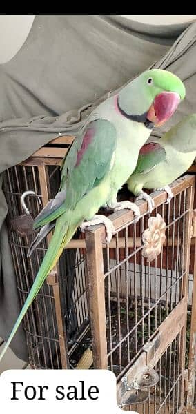 kashmiri Pahari parrots 1