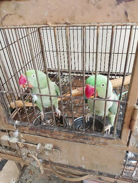 kashmiri Pahari parrots 3