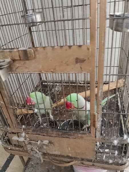 kashmiri Pahari parrots 4