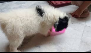 shih tzu long hair very healthy playing