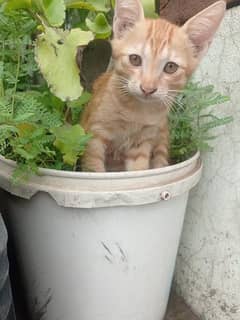 Persian baby cats double coated