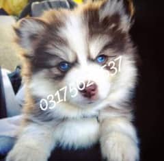 husky puppies 03175628537