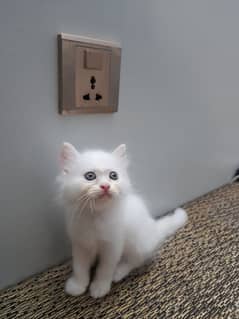 Pure Persian white kittens litter trained and self feed