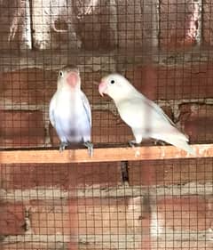 Lovebird for sale, Location Bahawalpur, contact 03077965568