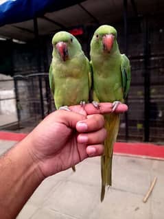 Hand tame Ringneck