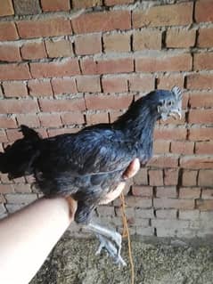 ayam cemani pair