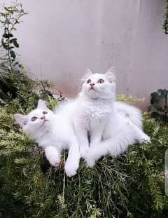 Persian Cats