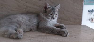 persian kitten grey