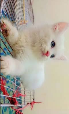 Persian cat for sale vaccinated ha