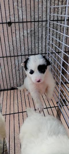 Russian puppies for sale