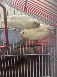 Albino,Cremino,Decino,parblue ino, pastel ino bonded and breeder pairs