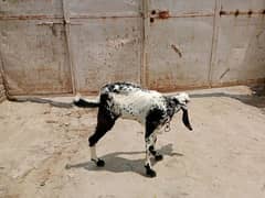 Desi Bakri 4 month SE opar age