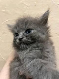 Beautiful Persian kittens finding new home