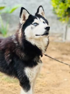 siberian husky