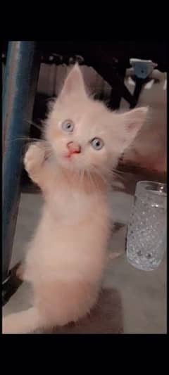 Home breed persian kitty
