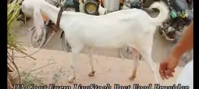 gaot for sale | betal bakra and bakri