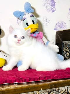 Persian kittens 03407395485