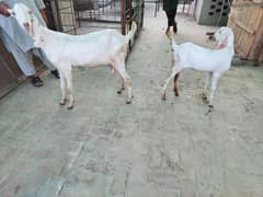 Bakri