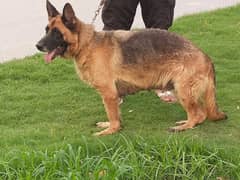 Top quality German shepherd Breeder female Full low back