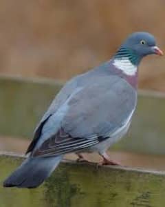 wood Dove wood dove