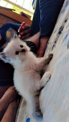 female kitten urgent forsale  clor very beautiful full active