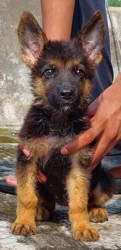 Long cort German shepherd female puppy