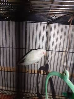 albino redeye(female) into parblue split ino (male )7 months age