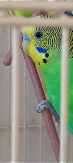 australian parrots for sale