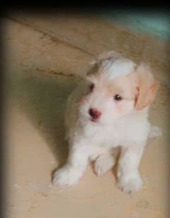 puddle terrier