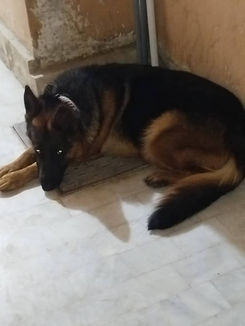 German Shepherd 16 Months Female (1st heat) 1