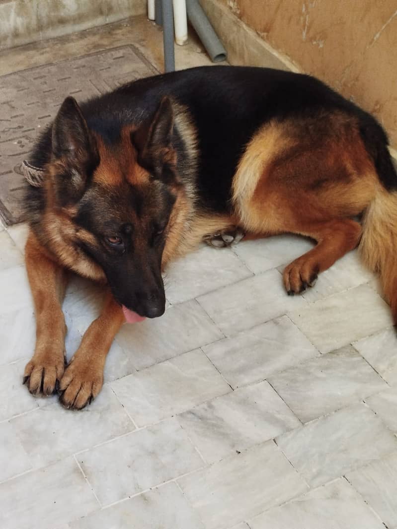 German Shepherd 16 Months Female (1st heat) 2