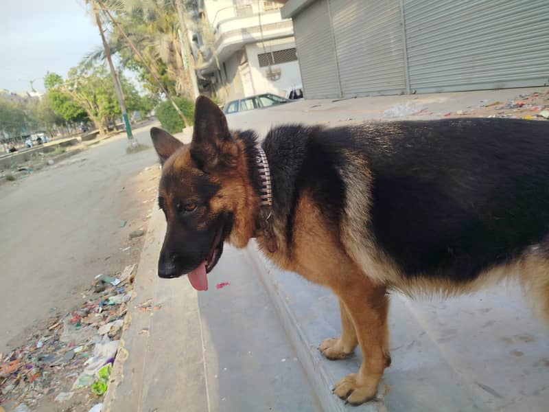 German Shepherd 16 Months Female (1st heat) 4