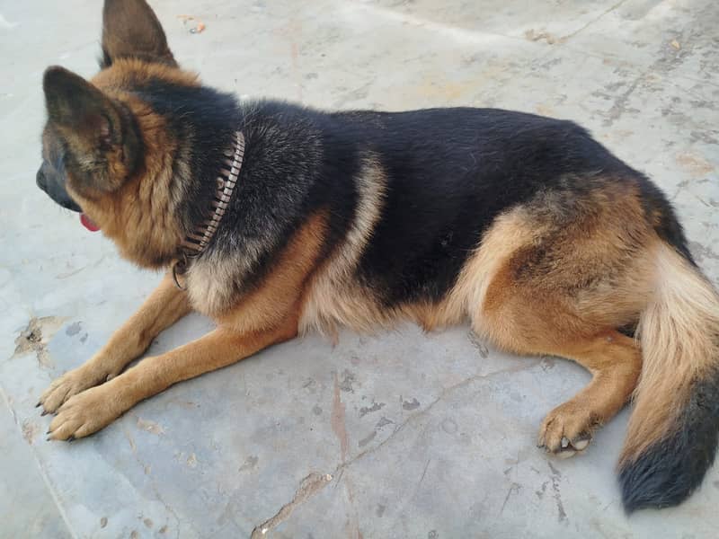 German Shepherd 16 Months Female (1st heat) 5