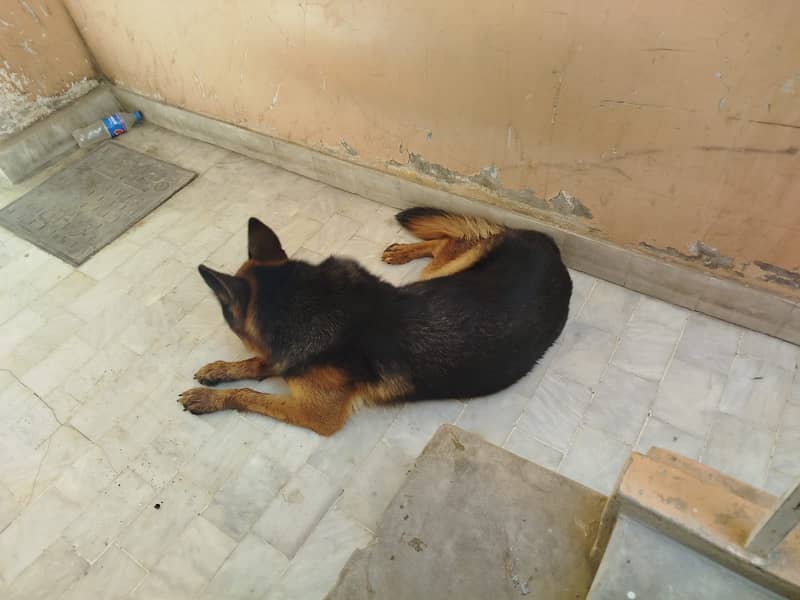 German Shepherd 16 Months Female (1st heat) 9