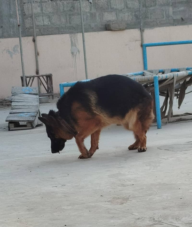 German Shepherd 16 Months Female (1st heat) 12