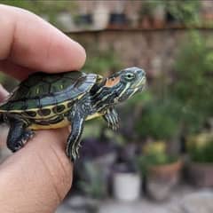 baby turtles playful
