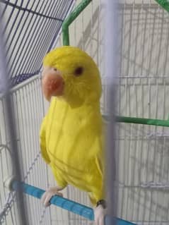 yellow ringneck self chick 03011156063