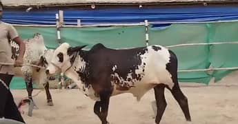 Abluck bachra qurbani 2025