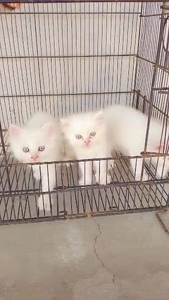 Persian triple coat kittens for sale