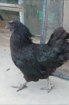 AYAM CEMANI GREY TONGUE EGGS & HENS