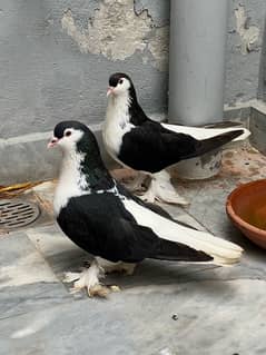 German Sherazi Breeder Pair