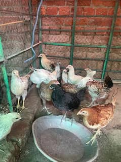 golden misri 4 month hens available for sale