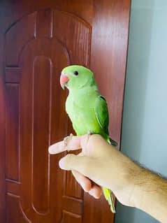 Parrot katah
