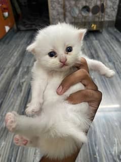 Persian Cat 20 day age Semi punch white triple coat fluffy kitten