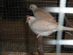 red dove or silver dove for sale