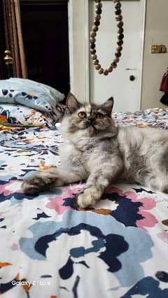 British Short Hair Persian Kitten Cat For Sell - Vaccinated
