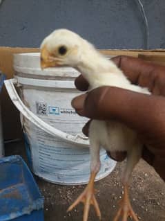 Perrot beak chick s and egg
