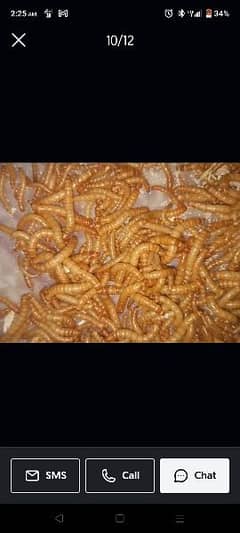 Mealworms 10 pcs